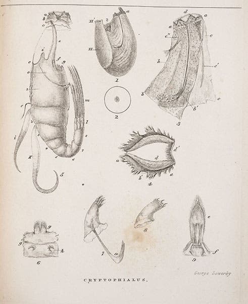 First plate with details of Cryptophialus (Mr. Arthrobalanus);  fig. 1 is the complete female, and fig 2 is the tiny male, shown as “z” in fig. 1;  engraving by George Sowerby, in A Monograph on the Sub-Class Cirripedia, with Figures of All the Species, Vol. 2: The Balanidae, by Charles Darwin, 1854 (Linda Hall Library)