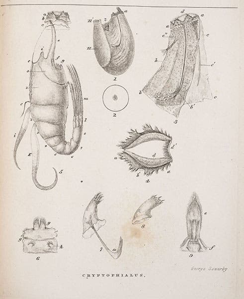 First plate with details of Cryptophialus (Mr. Arthrobalanus); fig. 1 is the complete female, and fig 2 is the tiny male, shown as “z” in fig. 1; engraving by George Sowerby, in A Monograph on the Sub-Class Cirripedia, with Figures of All the Species, Vol. 2: The Balanidae, by Charles Darwin, 1854 (Linda Hall Library)