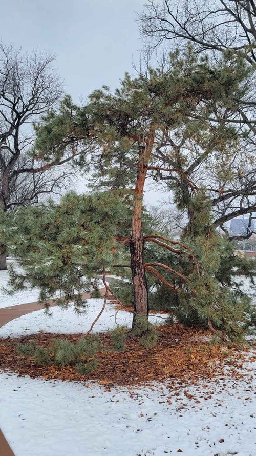 Arts Blue Scotch Pine winter