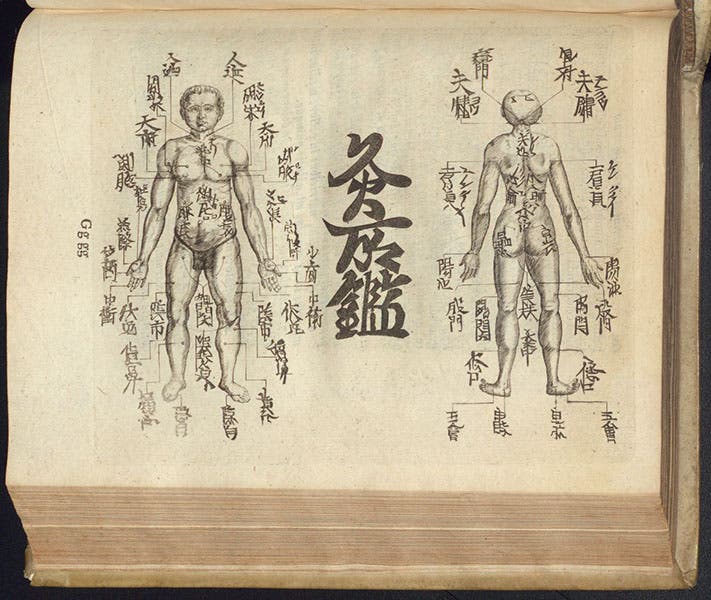 Application points for burning moxa, etching, Amoenitatem exoticarum, by Engelbert Kaempfer, p. 601, 1712 (The Linda Hall)
