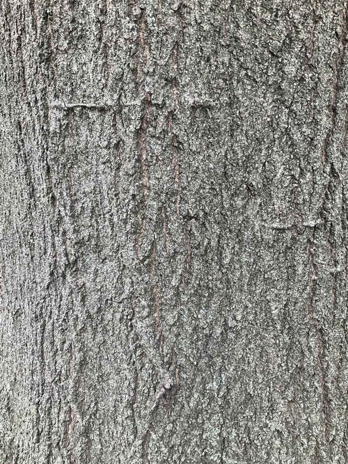 Texas Red Oak bark
