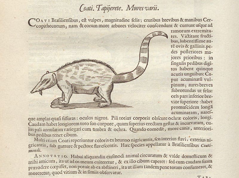 Coati, woodcut, Willem Piso, Georg Markgraf, and Joannes de Laet, Historia naturalis Brasiliae, p. 228, 1648 (Linda Hall Library)