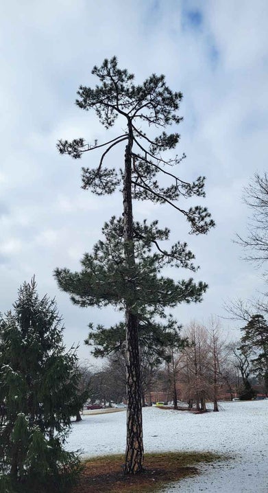 Austrian Pine winter