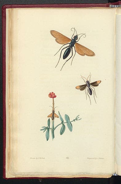 Spider wasps, hand-colored engraving by Cornelis Tiebout after drawings by Titian R. Peale, called Pompilus by Thomas Say, in his American Entomology, vol. 3, 1824-28 (Linda Hall Library)