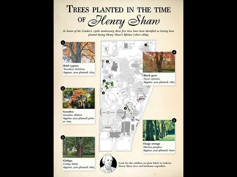 Image from the Missouri Botanical Garden