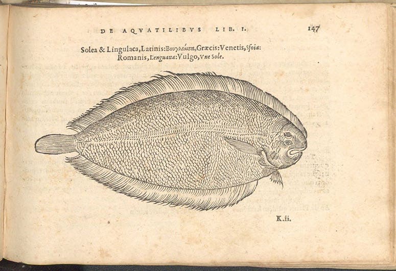 Sole, woodcut in De aquatilibus, by Pierre Belon, 1553 (Linda Hall Library)