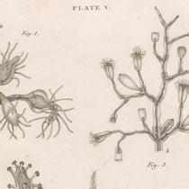 Detail of plate showing zoophytes, engraving by William Lizars after drawings by Melville C. Fleming, in The Philosophy of Zoology, by John Fleming, plate 5, 1822 (Linda Hall Library)