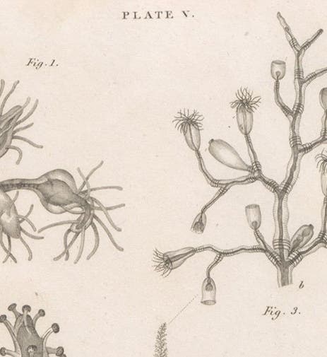 Detail of plate showing zoophytes, engraving by William Lizars after drawings by Melville C. Fleming, in The Philosophy of Zoology, by John Fleming, plate 5, 1822 (Linda Hall Library)