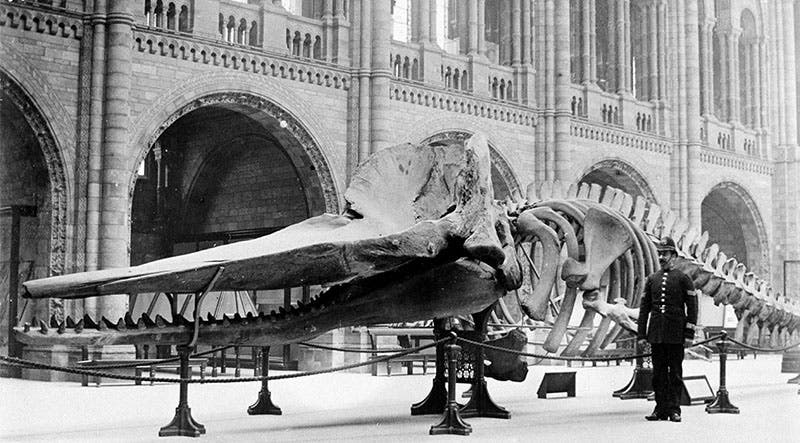 Skeleton of a sperm whale in Central Hall (now Hintze Hall) of the Natural History Museum, specimen studied by William H. Flower, photograph, 1901 (nhm.ac.uk)