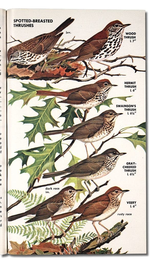Spotted-Breasted Thrushes page from Birds of North America: A Guide to Field Identification, Golden Press, New York, 1966. All illustrations were in color and included a variety of plumages and lifelike poses. A few illustrations depicted bird habits and behaviors. Note the juvenile Wood Thrush, upper left, foraging for food on the forest floor. View Source.