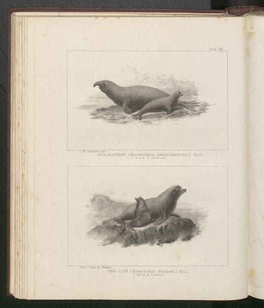 Sea elephant and sea lion, lithographs, top from drawing by Charles Scammon, bottom from a photo, in Scammon’s Marine Mammals, 1874 (Linda Hall Library)
