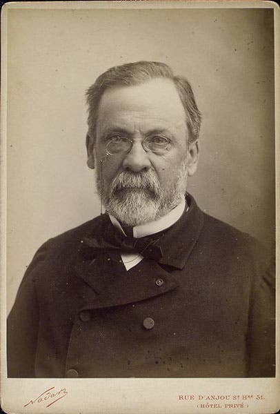 Portrait of Louis Pasteur, carte de visite, by Nadar, undated (Wikimedia commons)
