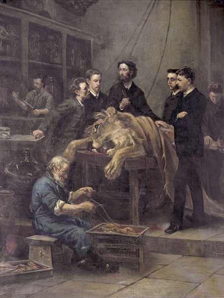 Anatomy Lesson of Max Weber, by Lodewijk Stracke, oil painting, 1886 (Universiteitsmuseum Amstedam via Wikimedia commons)