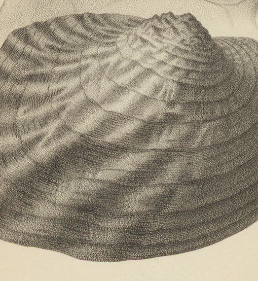 <i>Alasmodonta confragosa</i>, drawn by Lucy Sistare Say, detail of engraved plate in Thomas Say, <i>Conchology</i>, 1858 (Linda Hall Library)