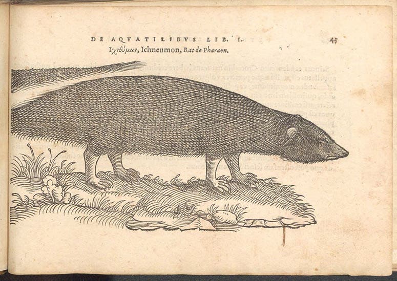 Ichneumon (Egyptian mongoose), woodcut in De aquatilibus, by Pierre Belon, 1553 (Linda Hall Library)