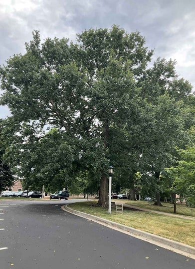Hybrid Oak summer