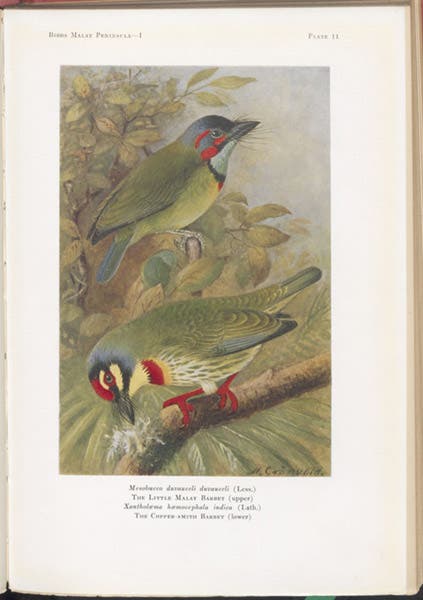 Two species of barbets, drawn by Henrik Grønvold, uncropped, in The Birds of the Malay Peninsula, by Herbert C. Robinson, vol. 1, plate 11,1927 (Linda Hall Library)