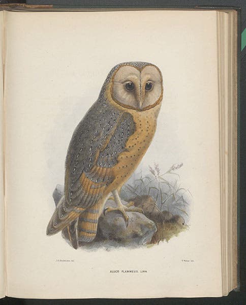 Barn owl, complete plate, chromolithograph by Johan Gerard Keulemans, in George Dawson Rowley, Ornithological Miscellany, 1875-78, vol. 1, 1876 (Linda Hall Library)