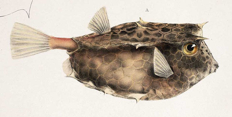Ostracion, a species of boxfish, detail of plate in Andrew Smith, Illustrations of the Zoology of South Africa: Pisces, 1849 (Linda Hall Library)