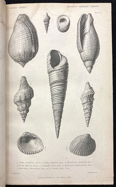 Miocene fossil shells, drawing by Paul Oudart from the collection of Gérard Paul Deshayes, in Principles of Geology, by Charles Lyell, vol. 2, plate 2, 1833 (Linda Hall Library)