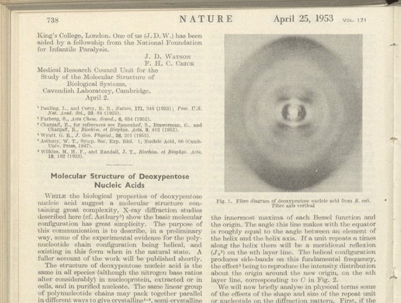 Detail of the first page of: "Molecular structure of deoxypentose nucleic acids,” by Maurice Wilkins et al, Nature, vol. 171, Apr. 23, 1953 (Linda Hall Library).
