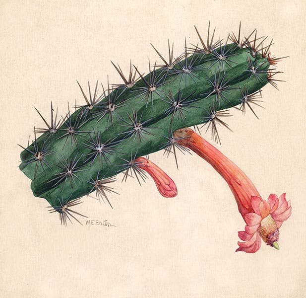 Rathbunia alamosensis, now Stenocereus alamosensis, octopus cactus, original watercolor by Mary Emily Eaton, 1915, National Museum of Natural History, Smithsonian Institution (collections.nmnh.si.edu)