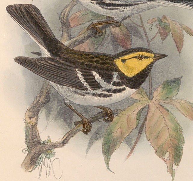 Yellow-cheeked warbler, detail of a chromolithograph by Johan Gerard Keulemans, with his initials at bottom left, in George Dawson Rowley, Ornithological Miscellany, 1875-78, vol. 1, 1876 (Linda Hall Library)