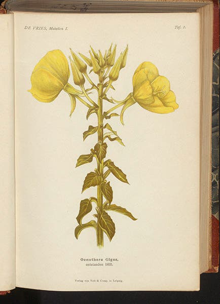 Oenothera gigas, a primrose “sport” or mutation that appeared spontaneously, but bred true, color plate in Die Mutationstheorie, by Hugo de Vries, vol. 1, 1901 (Linda Hall Library)