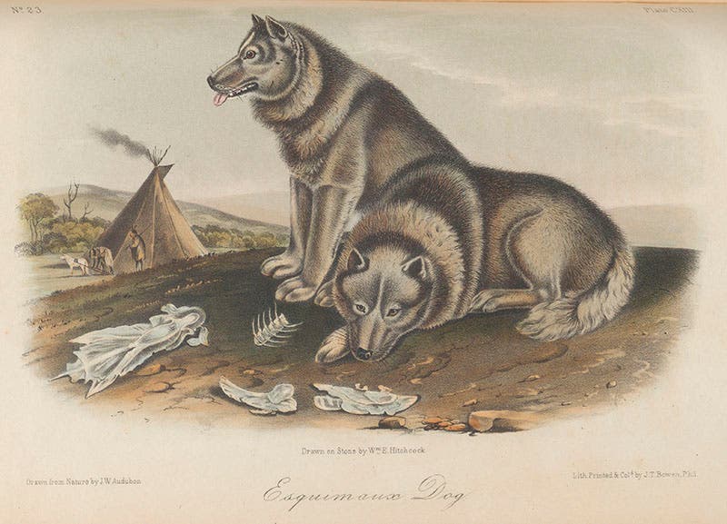 “Esquimaux Dog,” hand-colored lithograph by John Woodhouse Audubon and William E. Hitchcock, in John James Audubon and John Bachman, Quadrupeds of North America, 1849-54 (Linda Hall Library)
