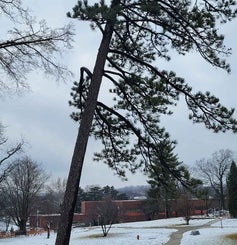 Austrian Pine winter
