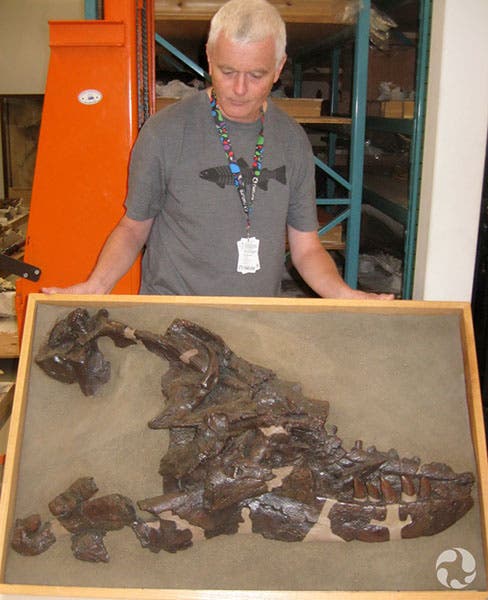 Type specimen of Albertosaurus (Canadian Museum of Nature)