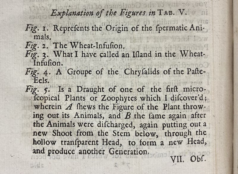 Caption to the plate, “A Summary of some late Observations upon the Generation, Composition, and Decomposition of Animal and Vegetable Substances,” by John Turberville Needham, Philosophical Transactions of the Royal Society of London, vol. 45, plate 5, p. 666, 1748 (Linda Hall Library)