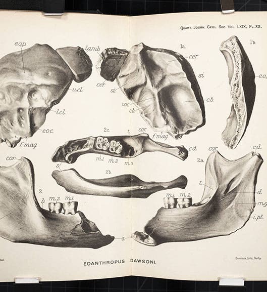 The fragments from Piltdown, engraved plate, paper by Dawson and Woodward, <i>Quarterly Journal of the Geological Society of London</i>, 1913 (Linda Hall Library)