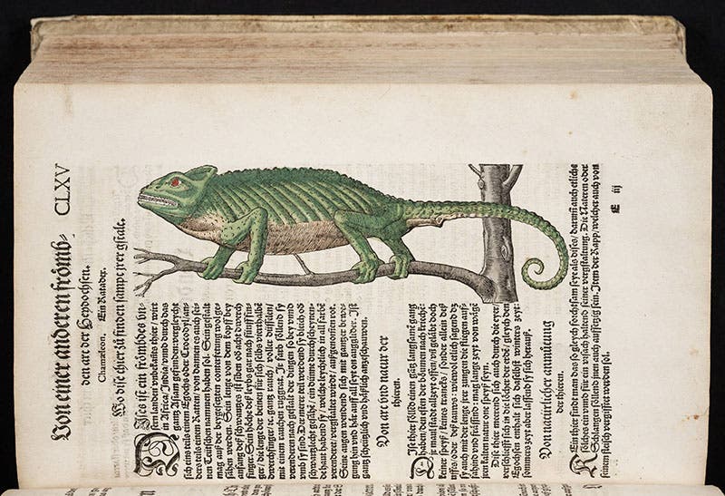Chameleon, hand-colored woodcut, Gessner, Thierbuch, 1563 (Linda Hall Library)