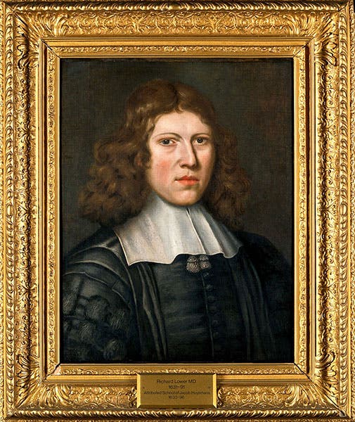 Portrait of Richard Lower, oil on canvas, by Jacob Huysmans, undated, Wellcome collection (wellcomecollection.org)
https://creativecommons.org/licenses/by/4.0/