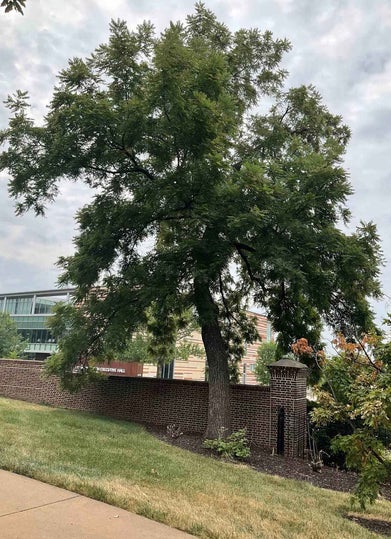 Black Walnut summer