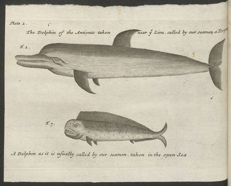 Two dolphins, the top actually a porpoise, engraving, in William Dampier, A Voyage to New Holland, 1703 (Linda Hall Library)