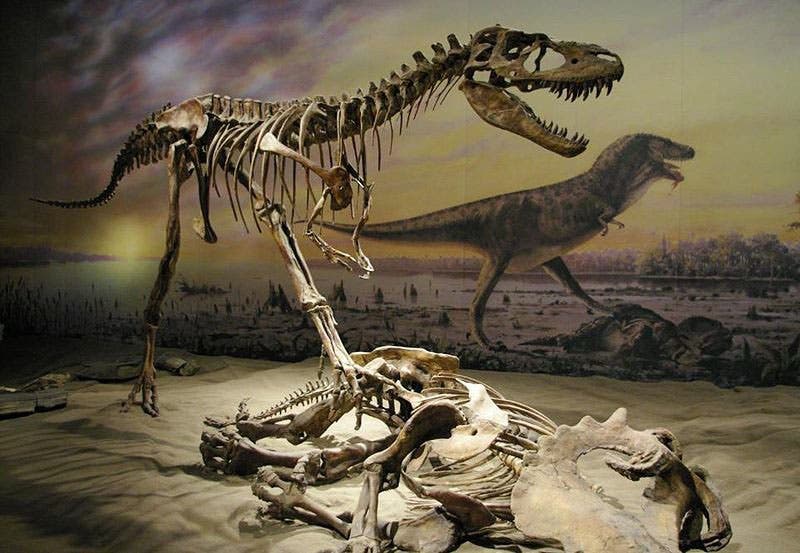 Albertosaurus mount, Royal Tyrrell Museum (fossilmuseum.net)