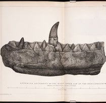 Folding plate of Megalosaurus jaw, lithograph from drawing by Mary Morland, accompanying William Buckland’s paper in Transactions of the Geological Society of London, ser. 2, vol. 1, plate XL at end, 1824 (Linda Hall Library)