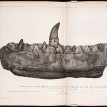 Folding plate of Megalosaurus jaw, lithograph from drawing by Mary Morland, accompanying William Buckland’s paper in Transactions of the Geological Society of London, ser. 2, vol. 1, plate XL at end, 1824 (Linda Hall Library)