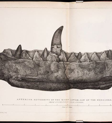 Folding plate of Megalosaurus jaw, lithograph from drawing by Mary Morland, accompanying William Buckland’s paper in Transactions of the Geological Society of London, ser. 2, vol. 1, plate XL at end, 1824 (Linda Hall Library)