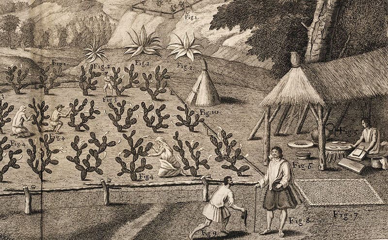 Detail of a prickly-pear (Opuntia) plantation in Oaxaca, showing the harvesting of cochineal insects from the cacti, detail of an engraving in A Natural History of Jamaica, by Hans Sloane, vol. 2, plate 9, 1707-25 (Linda Hall Library)
