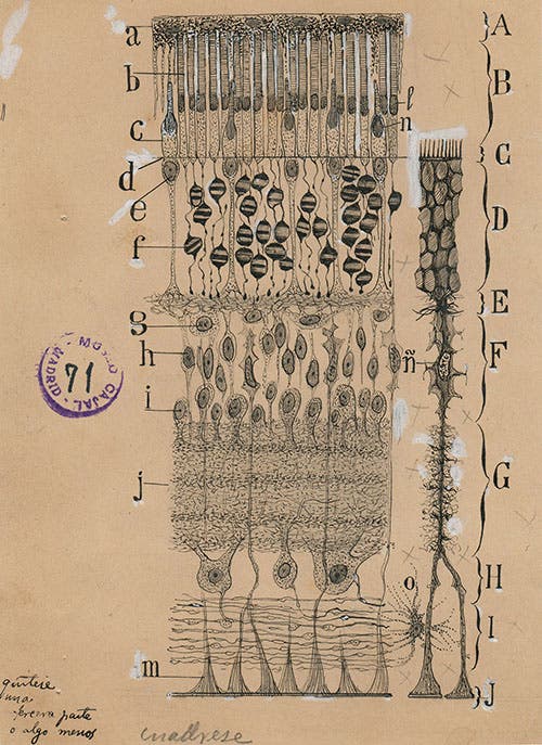 Cells in the retina of the eye, ink and pencil on paper, drawing by Santiago Ramón y Cajal, 1904, Cajal Institute (CSIC), Madrid (nytimes.com)