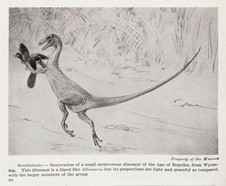 Ornitholestes, discovered by Peter Kaisen in 1900 and named by Osborn in 1903, here drawn by Charles Knight, 1914 (Linda Hall Library)