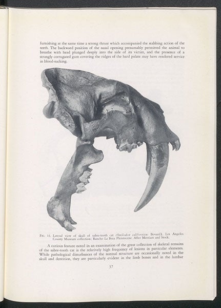 Skull and jaw of Smilodon, a saber-toothed cat from the tar pits, in Chester Stock, Rancho La Brea: A Record of Pleistocene Life in California, 5th ed., 1953 (author’s copy)