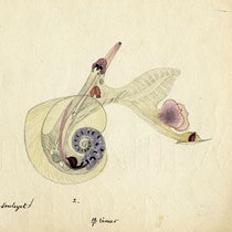 Hand-colored drawing of a nautilus by William Healey Dall, Aug. 2, 1866, Smithsonian Institution Archives (siarchives.si.edu)