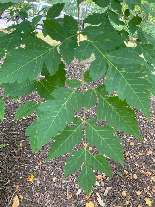 Goldenrain Tree leaf