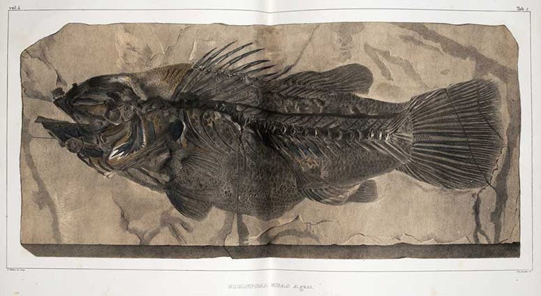 Cyclopoma, a fossil fish, hand-colored lithograph, Recherches sur les poissons fossils: Atlas, by Louis Agassiz, plate 2, vol. 2, 1833-43 (Linda Hall Library)