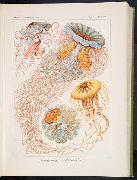 Several medusae, including Desmonema annasethe (center diagonal), named after Haeckel’s deceased first wife, Anna Sethe, chromolithograph, in Kunstformen der Natur, by Ernst Haeckel, plate 8, 1899-1904 (Linda Hall Library)