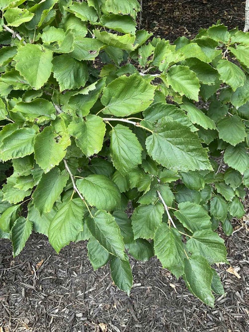 Turkish Filbert leaf